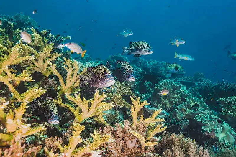 a group of fish swimming in coralhot air balloons in the sky 