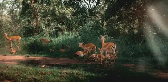 a group of deer in a forest of Rwanda