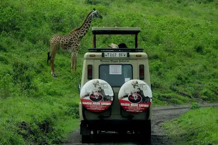 A  tanzanian safari vehicle with a giraffe on the roof.


