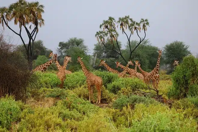 tower giraffes gathered around bushes open woodlan