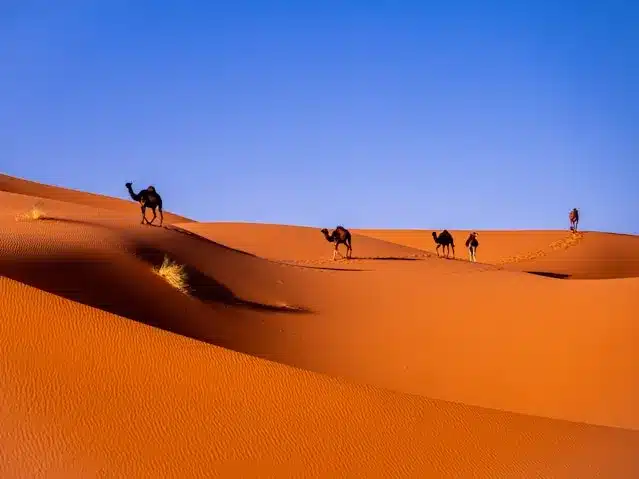 Camels in Sahara Desert of Morocco while Sunset is definitely one of the Best Places to Visit in Morocco