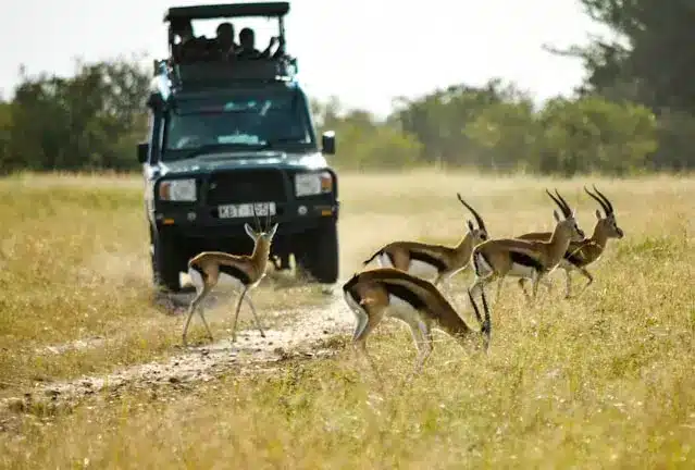 Family-Friendly Kenya Holidays in Front of Group of Wild Animals